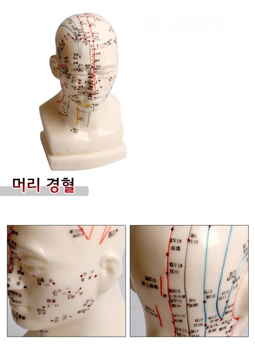 머리모형 설명.JPG